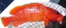 Deep Sea Fishing 2009_2